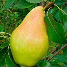 Груша Видная