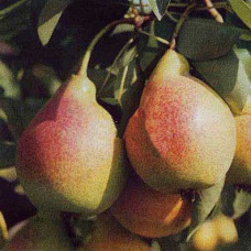 Груша Выставочная