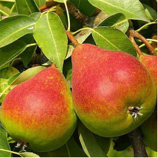 Груша Яковлевская