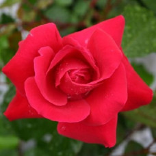 Роза плетистая Грусс эн Хейдельберг