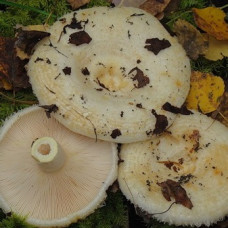 Груздь настоящий или Белый груздь (мицелий на компосте, 60 мл)