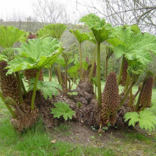 Гуннера рукавчатая  