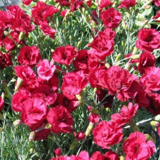 Гвоздика серовато-голубая Бомбардир  