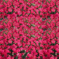 Гвоздика серовато-голубая Эммен  