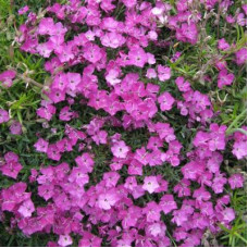 Гвоздика серовато-голубая Пинк Бланка