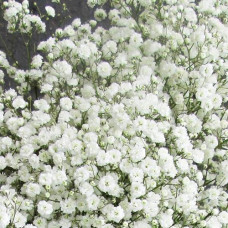 Гипсофила метельчатая Вайт Фестиваль  