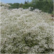 Гипсофила метельчатая Саммер Спарклз  