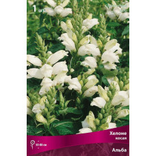Хелоне косая Альба 