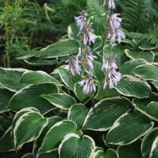 Хоста Форчуна Франсе