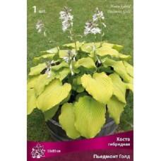 Хоста гибридная Пьедмонт Голд 