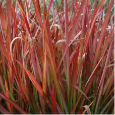 Императа цилиндрическая Ред Барон