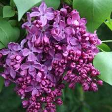 Сирень Индия