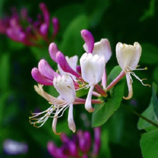 Жимолость каприфоль Инга