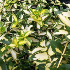 Бересклет Форчуна Интерболви