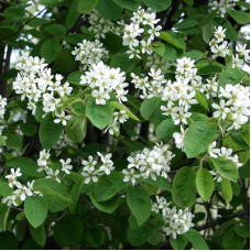 Ирга колосистая