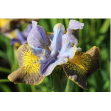 Ирис Анкоркт (сибирский)