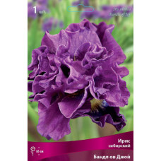 Ирис Бандл ов Джой (сибирский)