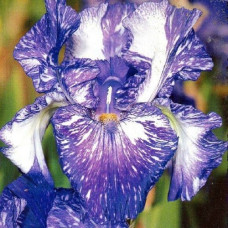 Ирис бородатый Батик  