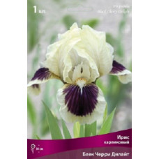 Ирис Блек Черри Дилайт (карликовый)