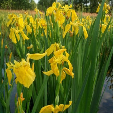 Ирис болотный