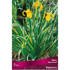 Ирис Вариегата (болотный)