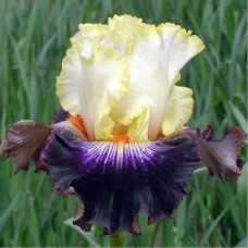 Ирис бородатый Бордюрный Дрягиной  