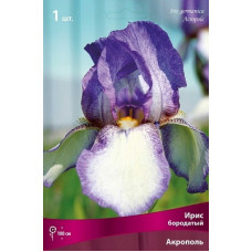 Ирис Акрополь (бородатый)