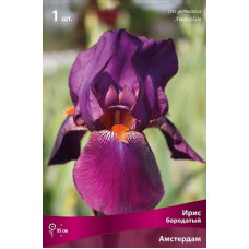 Ирис Амстердам (бородатый)