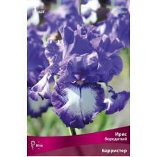 Ирис Барристер (бородатый)