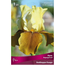 Ирис Бейберри Кэндл (бородатый)