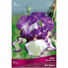 Ирис Биг Бразер (бородатый)