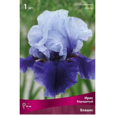 Ирис Блашес (бородатый)