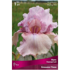 Ирис Блашинг Пинк (бородатый)