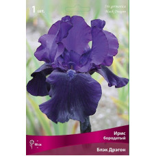 Ирис Блэк Дрэгон (бородатый)