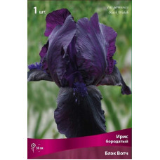 Ирис Блэк Вотч (бородатый)