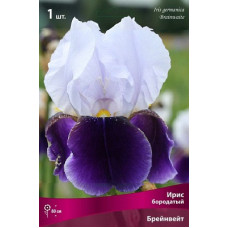 Ирис Брейнвейт (бородатый)