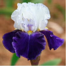 Ирис бородатый Брейнвейт