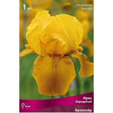 Ирис Бронзэйр (бородатый)