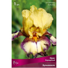 Ирис Бульвинкле (бородатый)