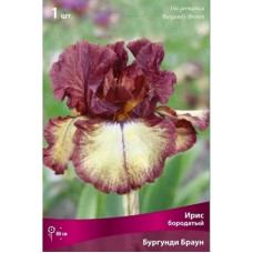 Ирис Бургунди Браун (бородатый)