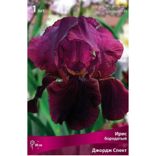 Ирис Джордж Спект (бородатый)