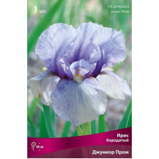 Ирис Джуниор Пром (бородатый)