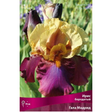 Ирис Гала Мадрид (бородатый)