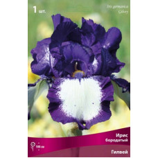 Ирис Гилвей (бородатый)