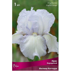 Ирис Инглиш Коттедж (бородатый)