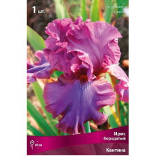 Ирис Кантина (бородатый)