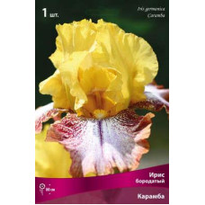 Ирис Карамба (бородатый)