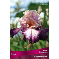 Ирис Карнивал Сонг (бородатый)