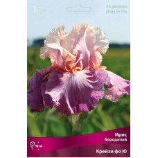 Ирис Крейзи Фо Ю (бородатый)