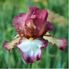 Ирис бородатый Кринолин